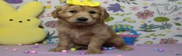 Golden Retriever dogs for sale: AnnaBelle - Ad 10