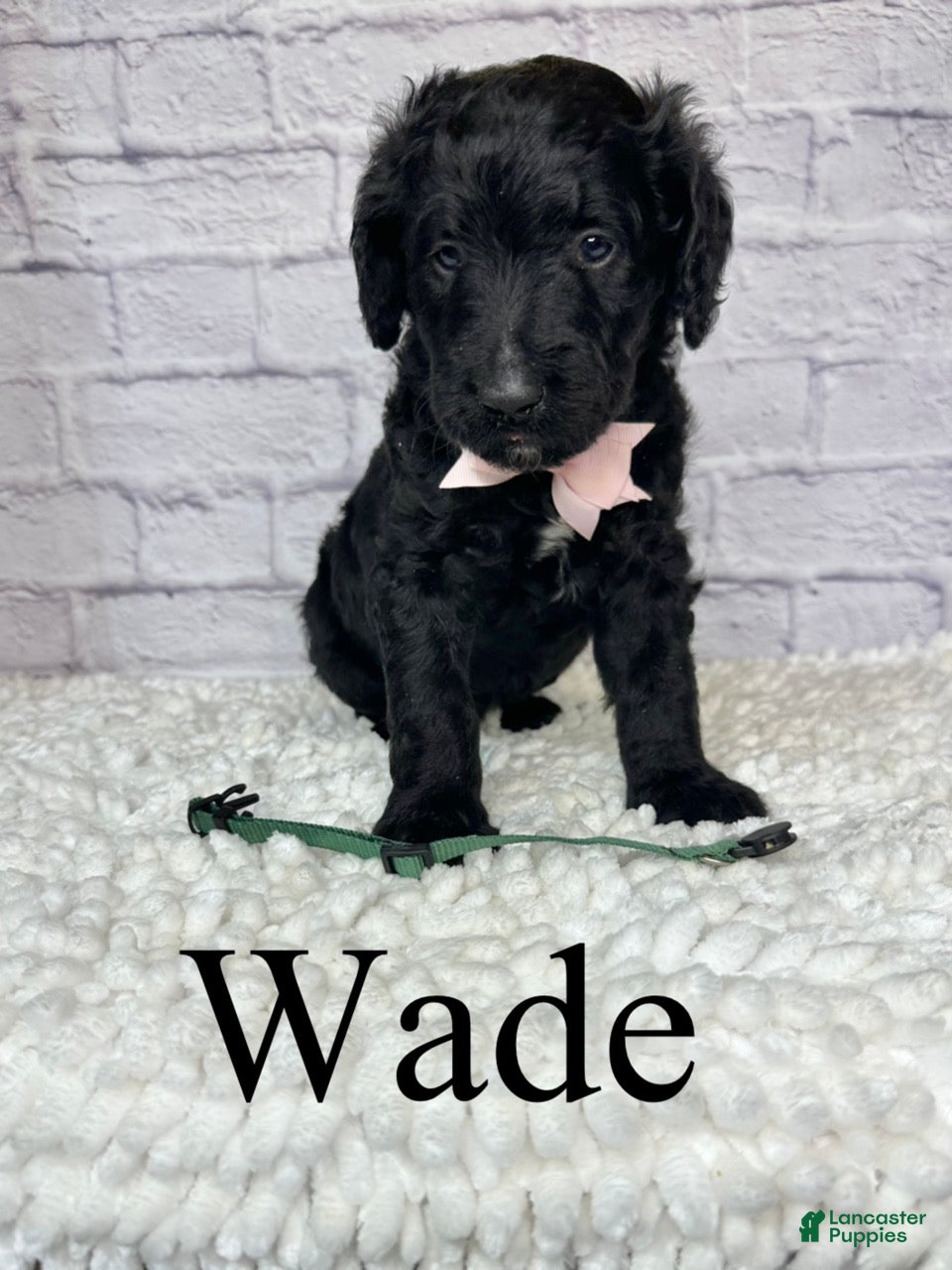 Goldendoodle dogs Wade- Standard F1B - Ad 2