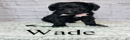 Goldendoodle dogs for sale: Wade- Standard F1B - Ad 2