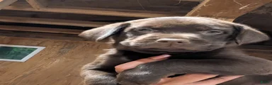 Labrador Retriever Girl 1