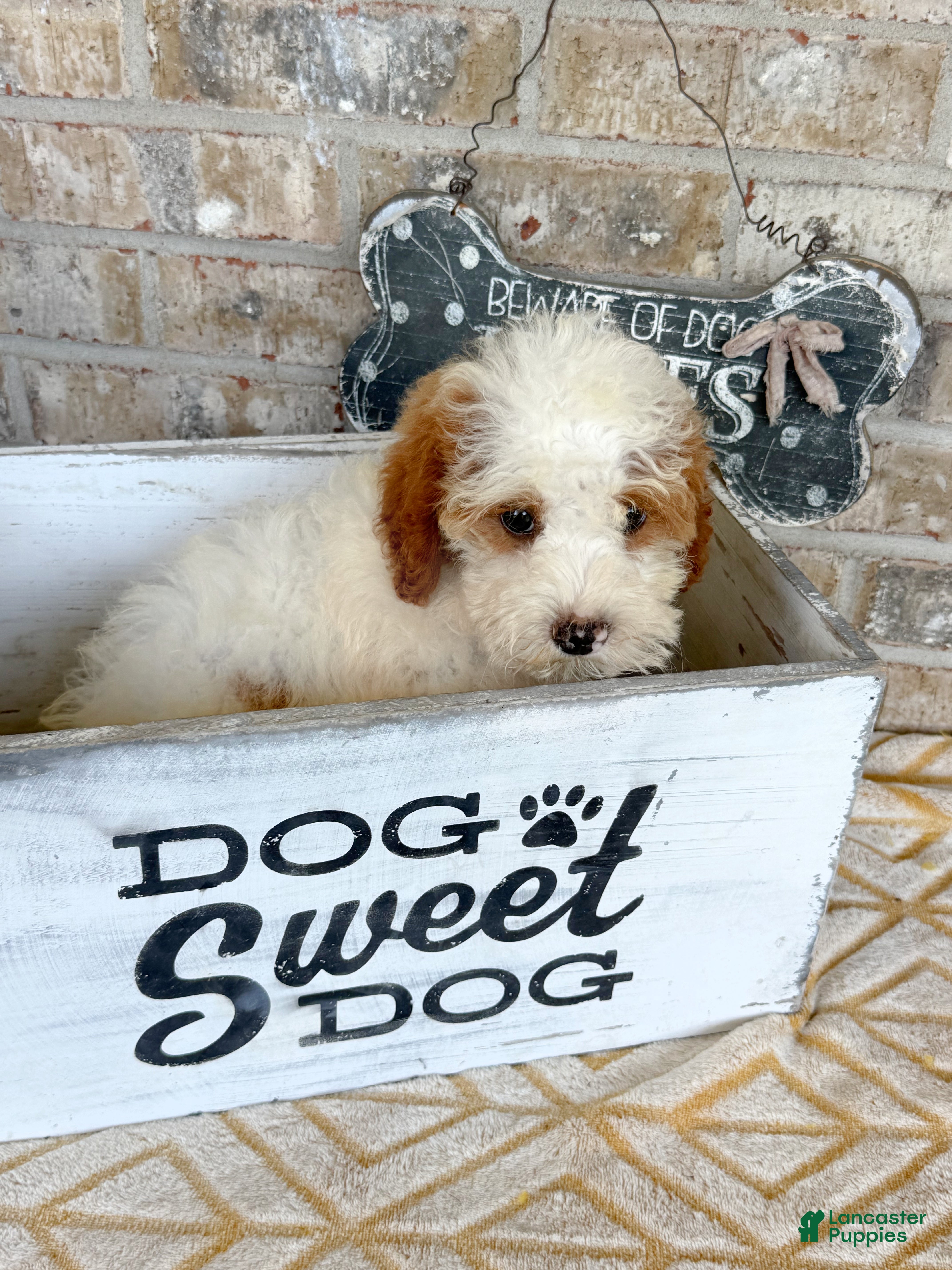 Mini Bernedoodle dogs Brook - Ad 31