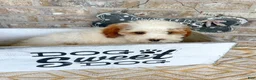 Mini Bernedoodle dogs for sale: Brook - Ad 5