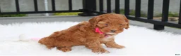 Cockapoo dogs for sale: Penny - Ad 4