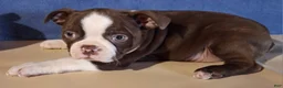 Boston Terrier dogs for sale: Isla - Ad 1