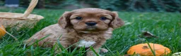 Cavalier King Charles Spaniel dogs for sale: Vincent - Ad 7
