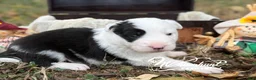 Border Collie dogs for sale: Patsy - Ad 2