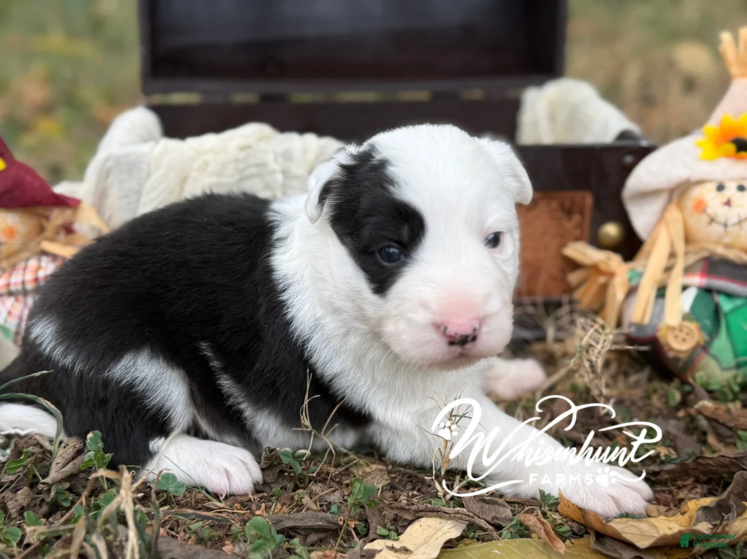 Border Collie dogs for sale: Patsy - Ad 2
