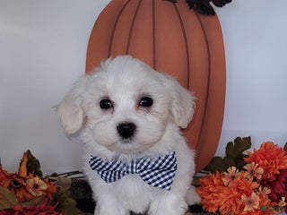 Maltese dogs - Ad 35