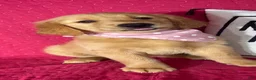Golden Retriever dogs for sale: Gloria - Ad 3