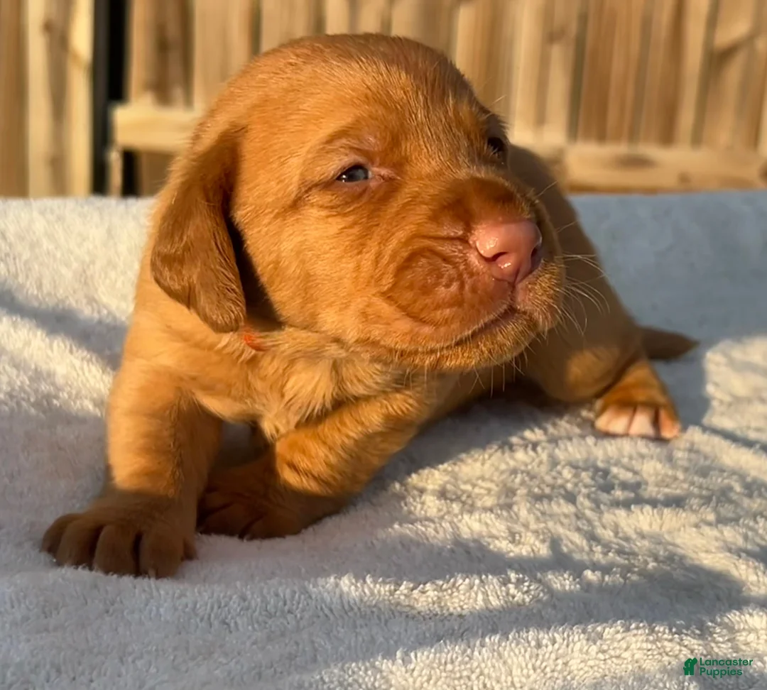 Labrador Retriever dogs for sale: Labrador Retriever 4- Orange Collar- Happy - Ad 1