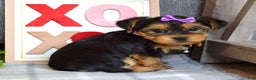 Yorkshire Terrier dogs for sale: Harper  - Ad 9