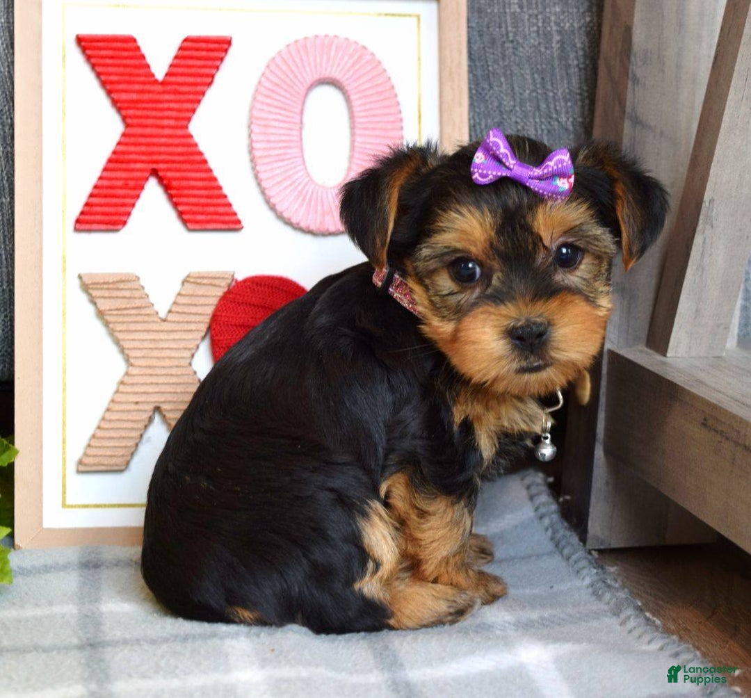 Yorkshire Terrier dogs for sale: Harper  - Ad 9