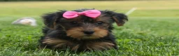 Yorkshire Terrier dogs for sale:  Betsy 🐶 - Ad 20