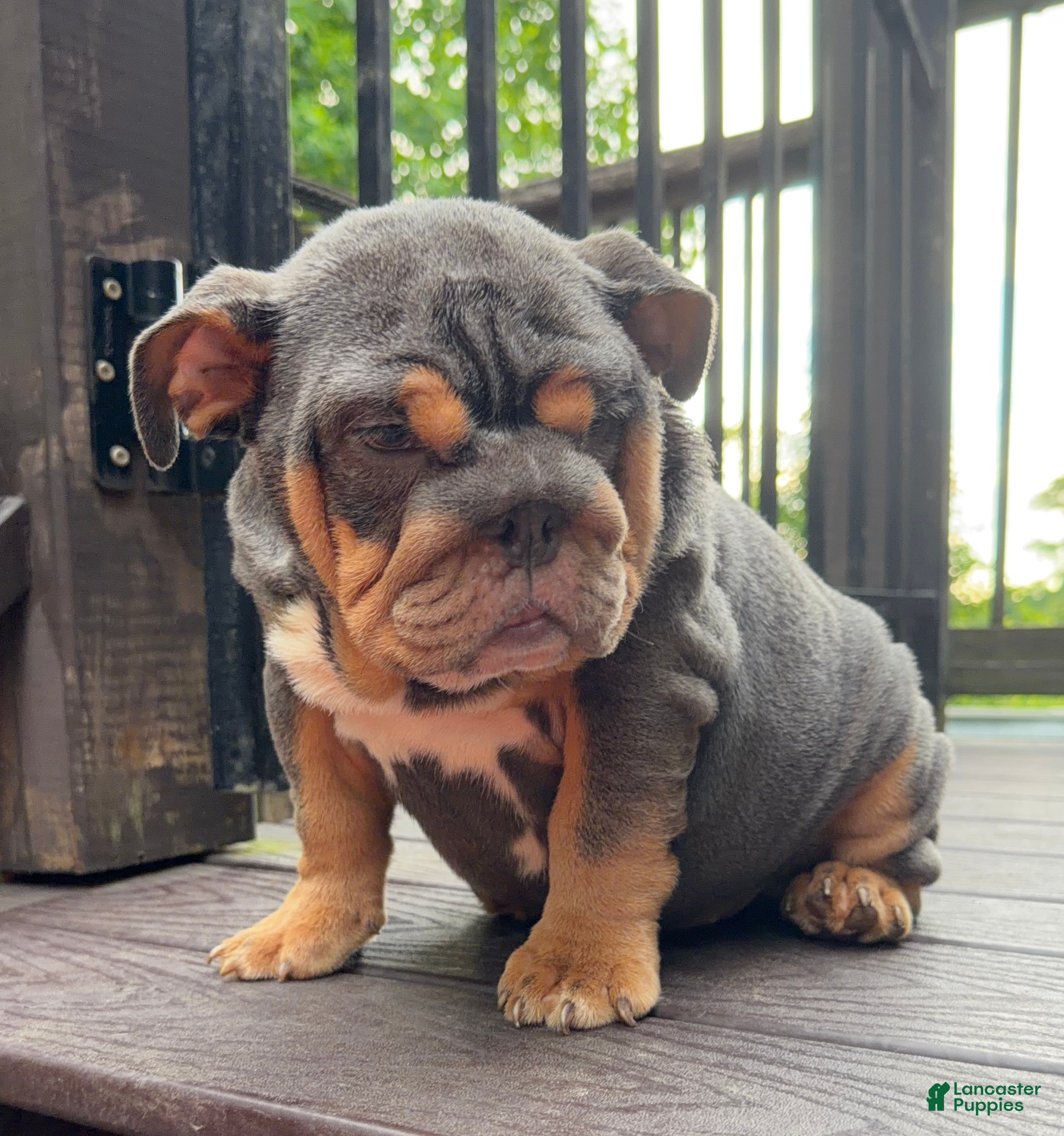 English Bulldog dogs Vixen - Ad 7