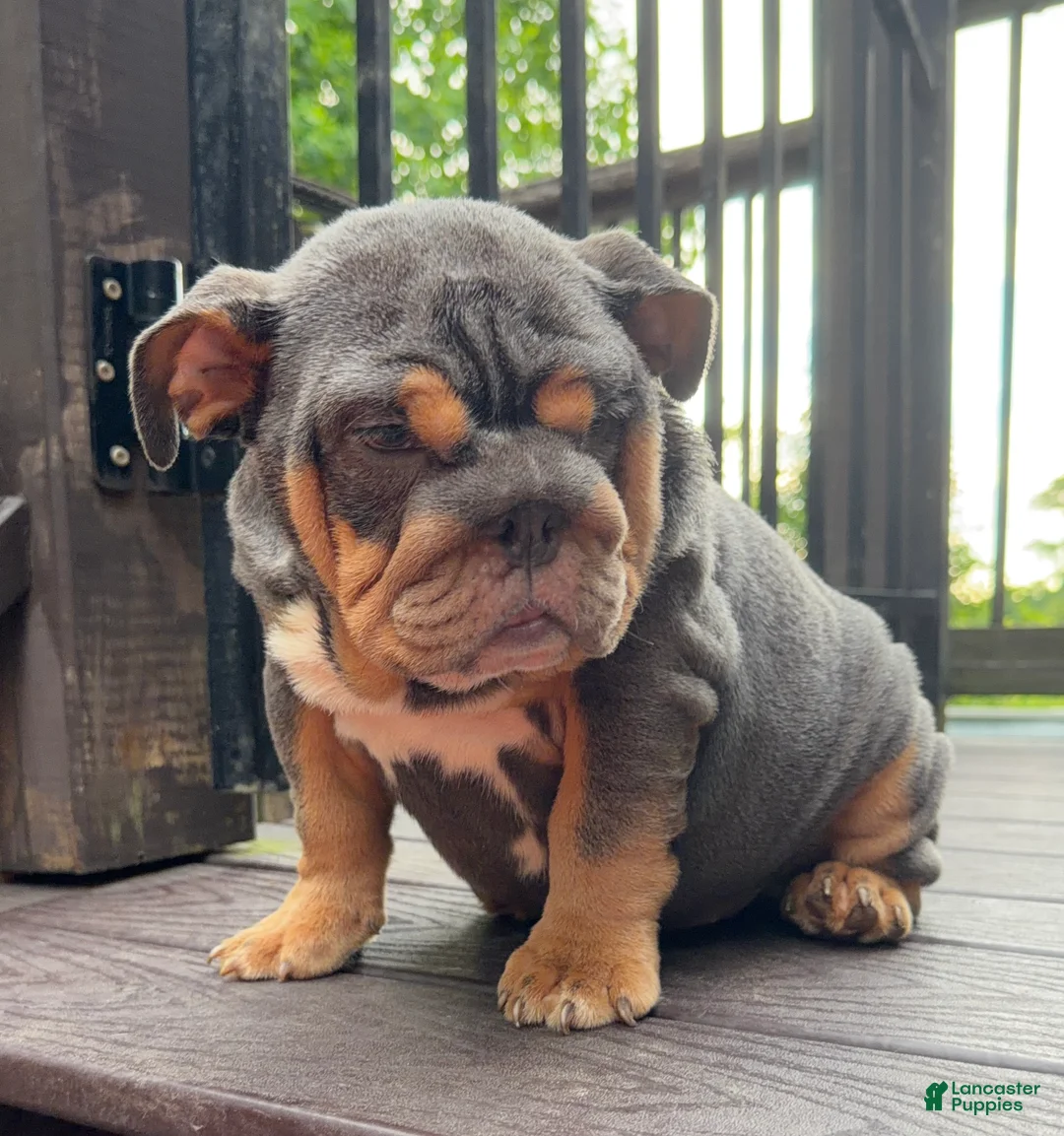 English Bulldog dogs for sale: Vixen - Ad 1
