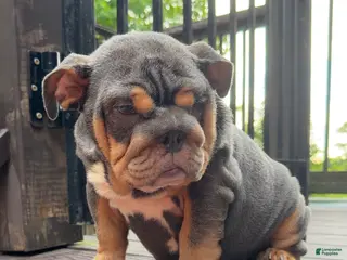 English Bulldog dogs Vixen - Ad 7