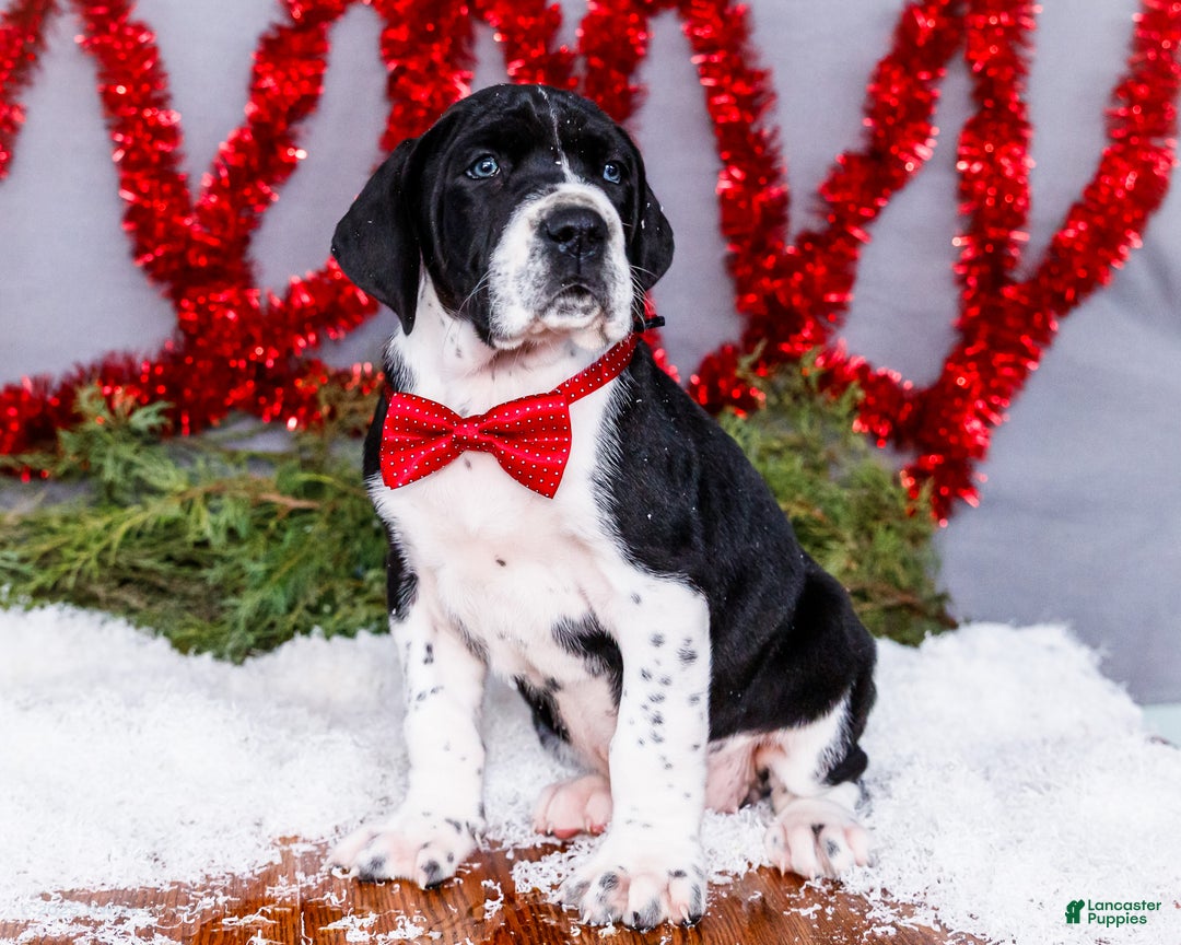 Great Dane dogs for sale: Cookie - Ad 2