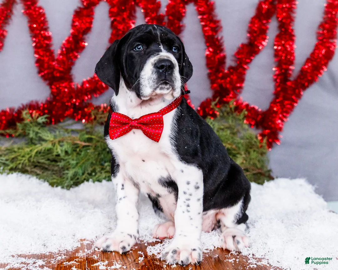 Great Dane dogs for sale: Cookie - Ad 13