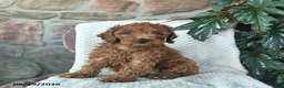 Miniature Poodle dogs for sale: Sunny  - Ad 3