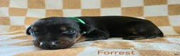 Doberman Pinscher dogs for sale: Forrest  - Ad 3