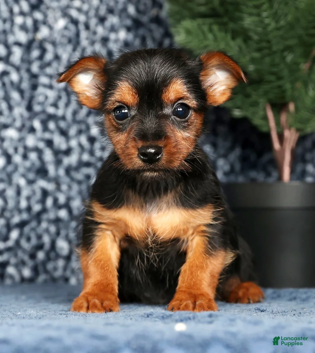 Yorkshire Terrier dogs for sale: Kane - Ad 2