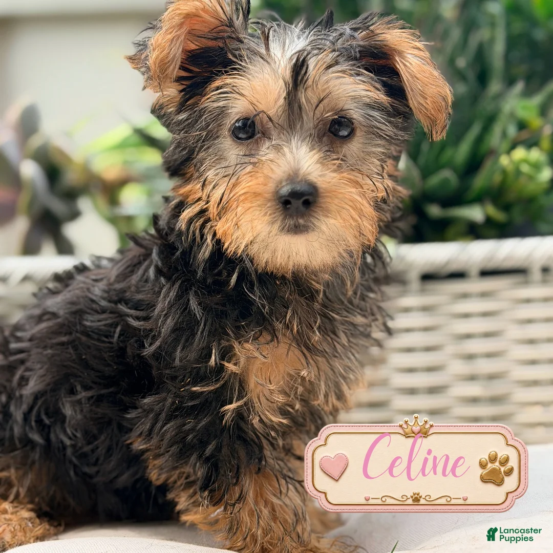 Yorkshire Terrier dogs for sale: Yorkshire Terrier 4 - Ad 1