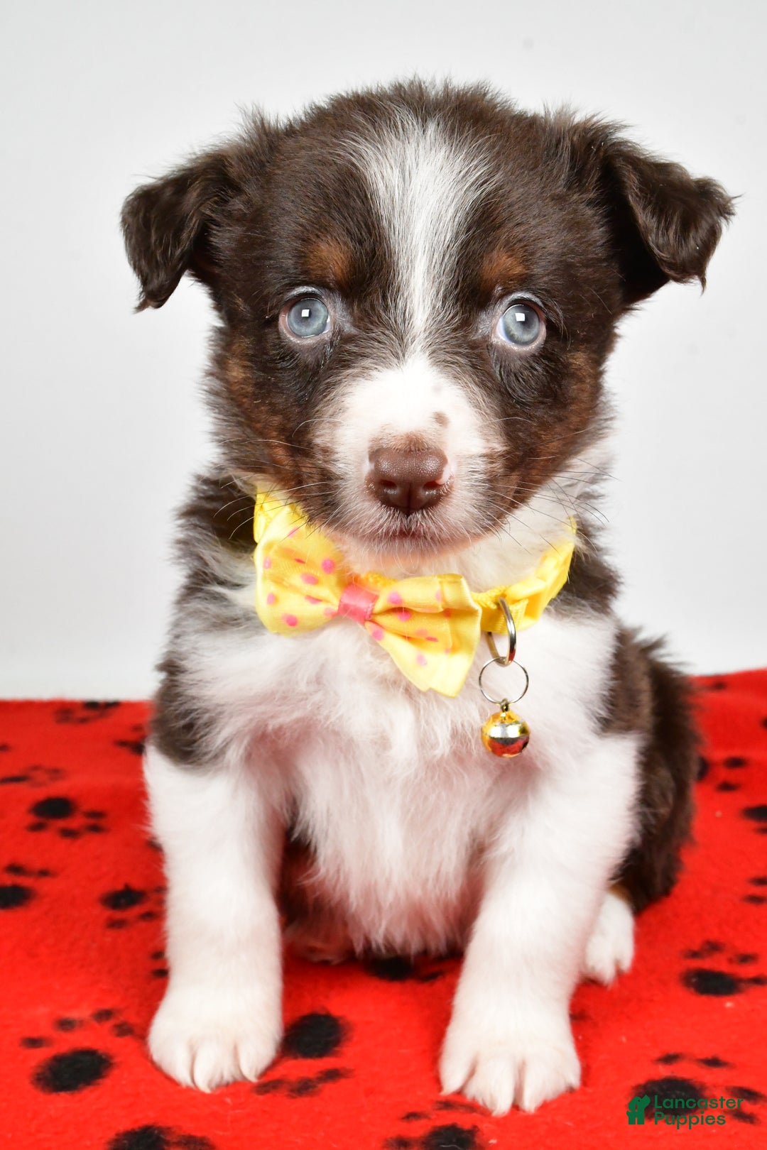 Mini Aussiedoodle dogs for sale: Samson - Ad 8