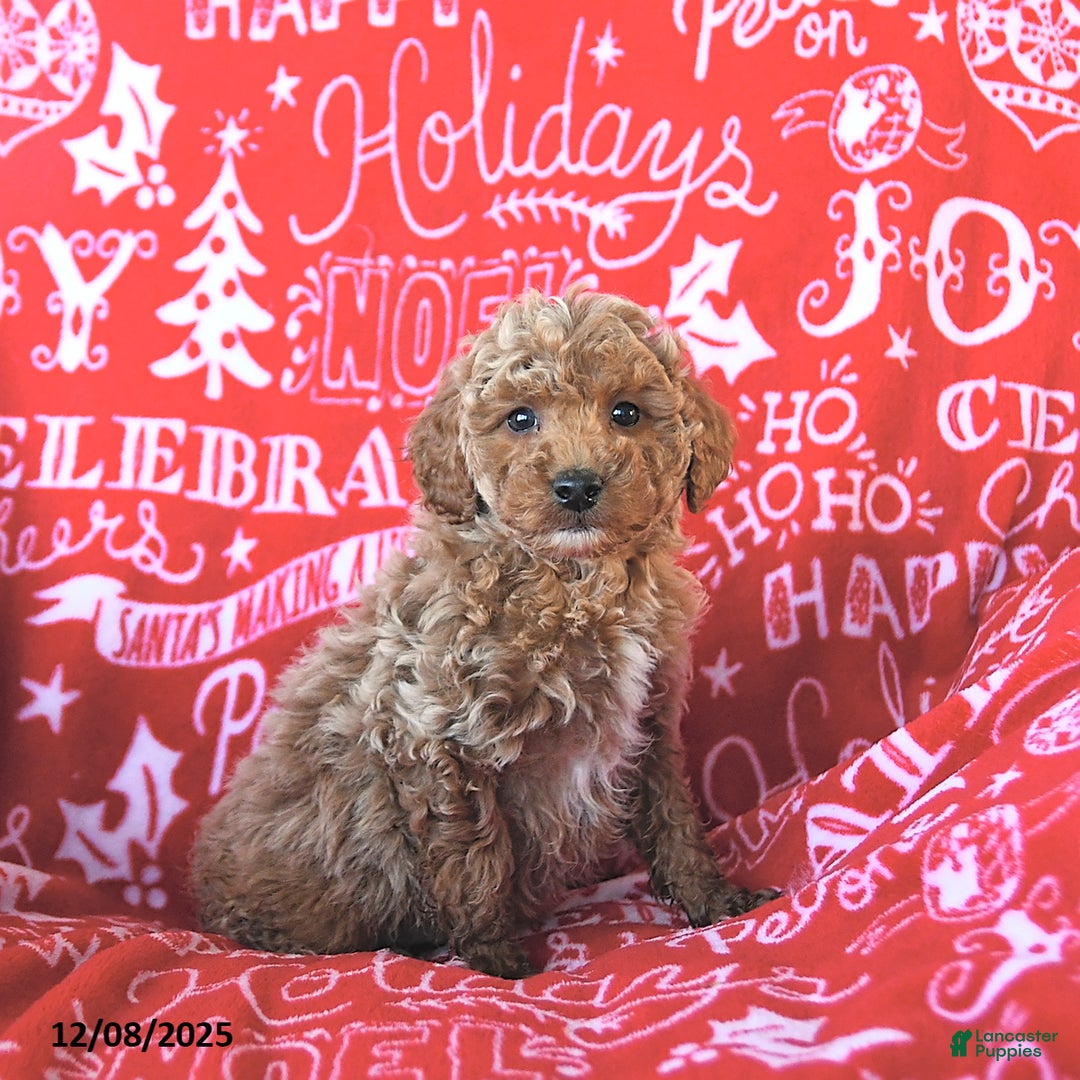 Mini Goldendoodle dogs for sale: Elf - Ad 5