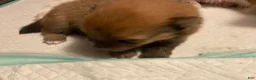 Pomeranian dogs for sale: Pomeranian 2 - Ad 5