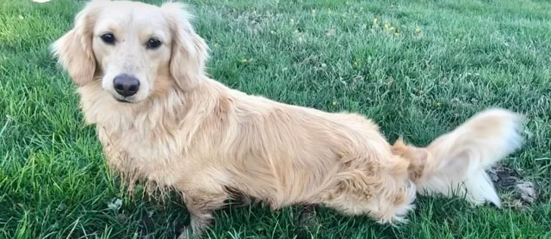 Miniature Dachshund dogs for sale: Cinnamon of Maple Valley Boulevard - Ad 9