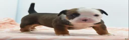 Mixed Breed dogs for sale: Rosie - Ad 3