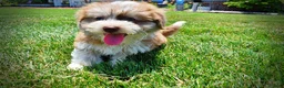 Havapoo dogs for sale: Doodles - Ad 14