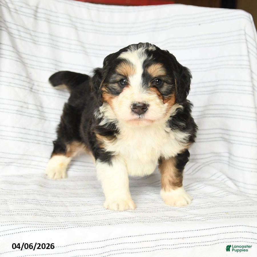 Mini Bernedoodle dogs Marcus - Ad 2