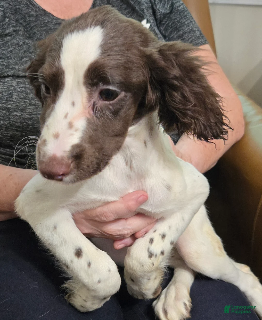English Springer Spaniel dogs for sale: Thyme - Ad 1