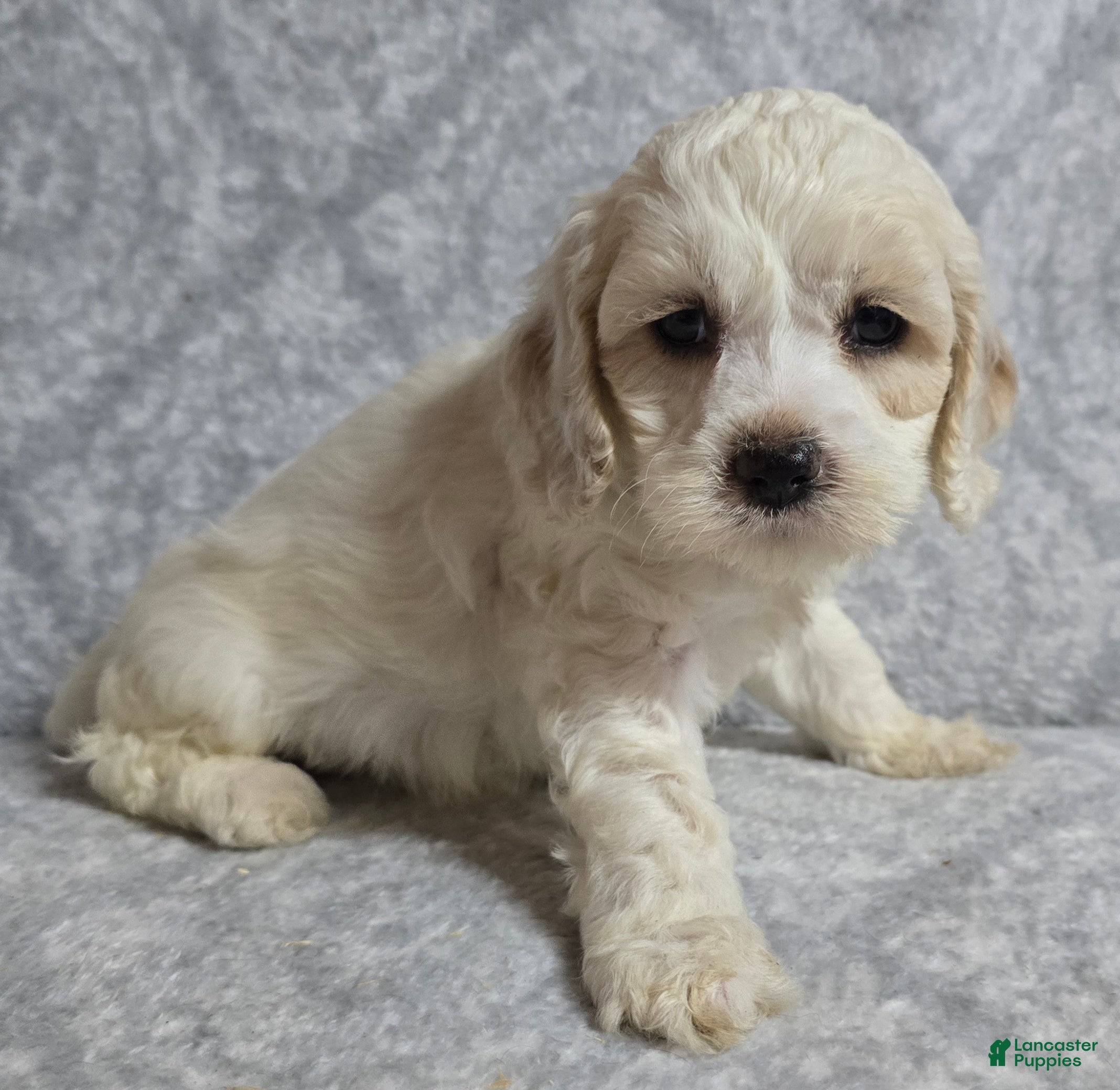 Cockapoo dogs Cockapoo 3 - Ad 1
