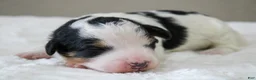 Mini Bernedoodle dogs for sale: Skye  - Ad 7