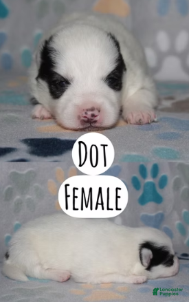 Pomsky dogs Dot - Ad 5