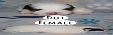 Dot