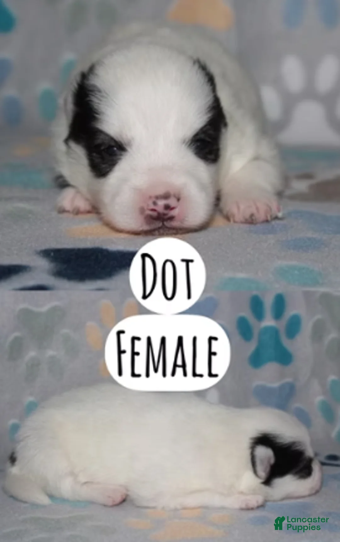 Pomsky dogs for sale: Dot - Ad 1