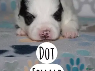 Pomsky dogs Dot - Ad 5