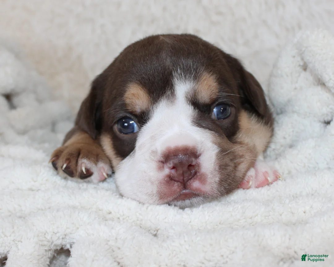 English Bulldog dogs for sale: Mika - Ad 2