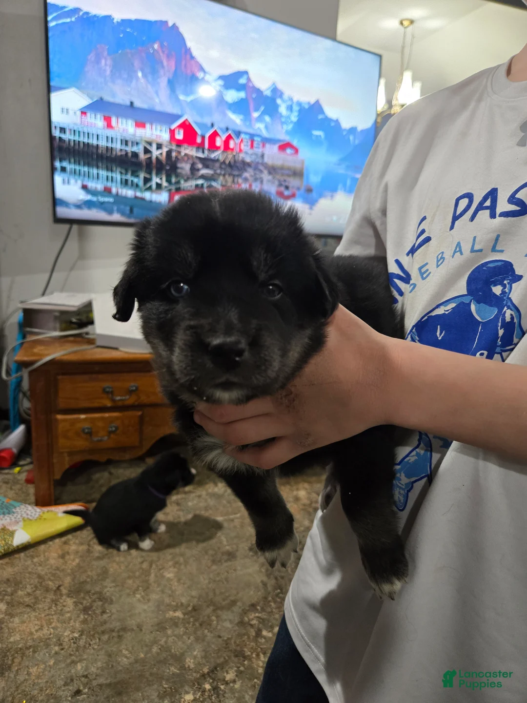 Goberian dogs for sale: Goberian green Puppy 8 - Ad 4