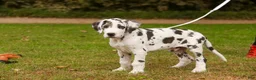 Great Dane dogs for sale: Blake Great Dane  - Ad 9