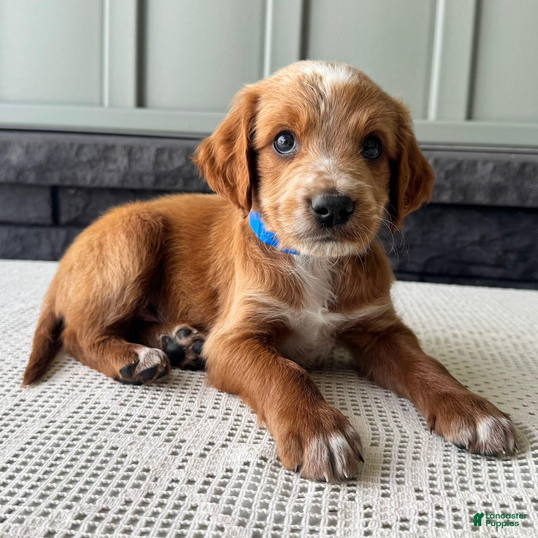 Mixed Breed dogs Waldo - Ad 2