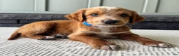 Mixed Breed dogs for sale: Waldo - Ad 2