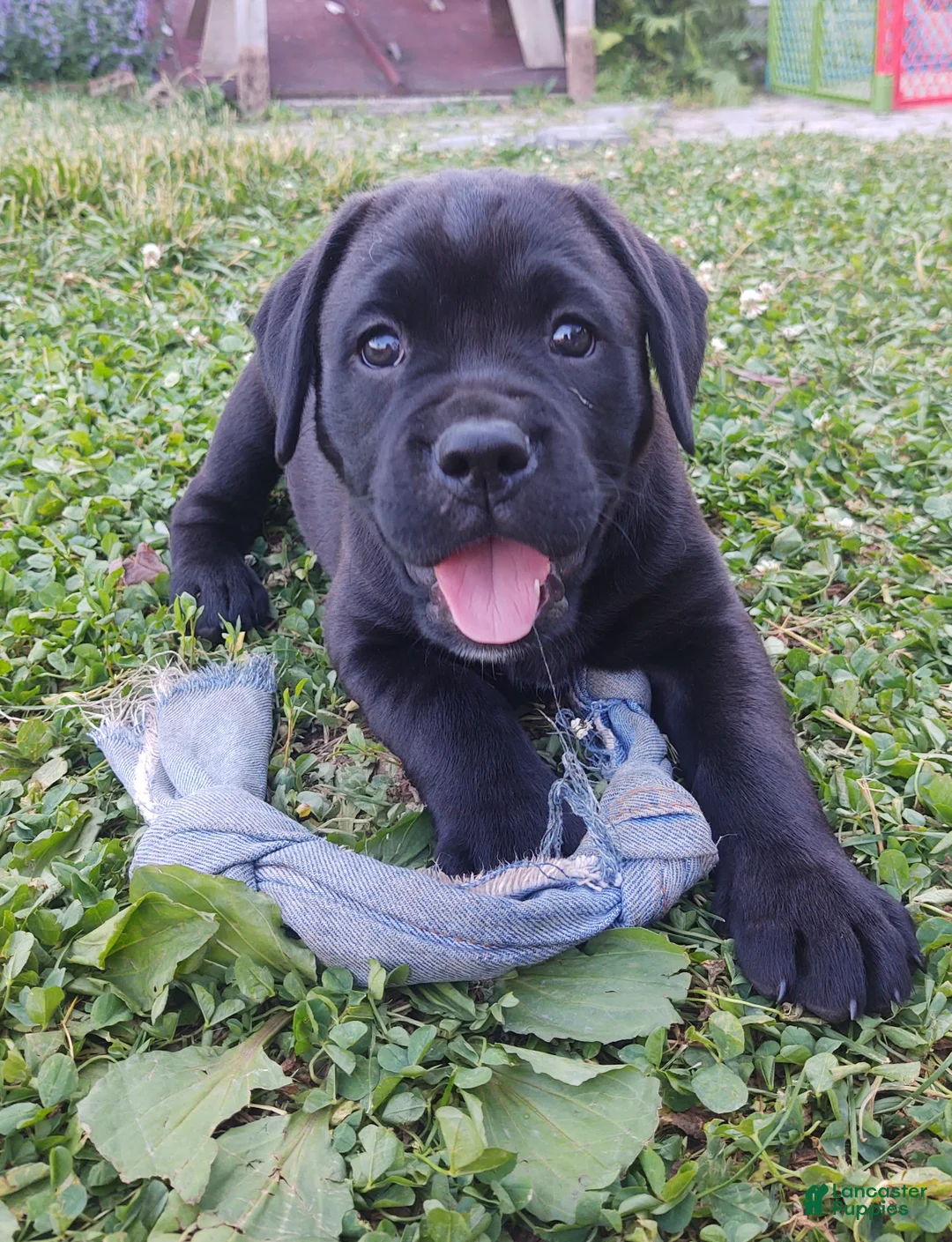 Mixed Breed dogs for sale: Daisy - Ad 1