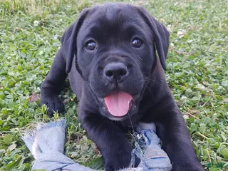 Mixed Breed dogs Daisy - Ad 10