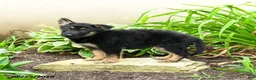German Shepherd dogs for sale: Katharina - Ad 5