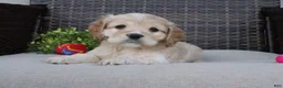 Cocker Spaniel dogs for sale: Ferris - Ad 5