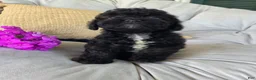 Shihpoo dogs for sale: Lucy - Ad 5